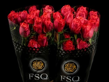ROSE HARD ROCK 60